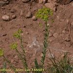 Euphorbia seguieriana Otro