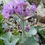 Adenostyles leucophylla Flower