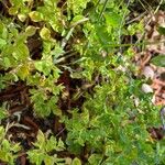 Euphorbia peplus Lapas