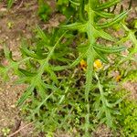 Cirsium discolor Hoja