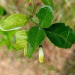 Triphasia trifolia Blad