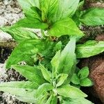 Epilobium tetragonumLeaf