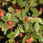 Cotoneaster franchetii Plod