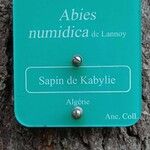 Abies numidica മറ്റ്