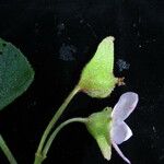 Begonia picta Агульны выгляд