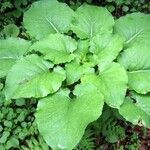 Cardiocrinum cordatum Leaf