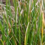 Eleocharis bonariensis Habit