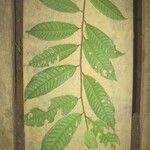 Iryanthera hostmannii 葉