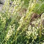 Reseda glaucaFlower