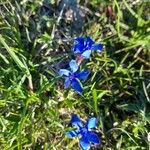 Gentiana sierrae Flower