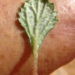 Forsskaolea tenacissima Leaf