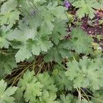 Geranium ibericum List