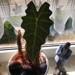 Alocasia sanderianaYaprak