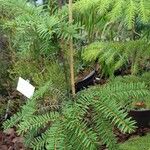 Pseudotaxus chienii 形態