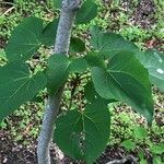 Idesia polycarpa Leaf