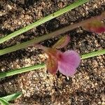 Polygala amboniensis Flor