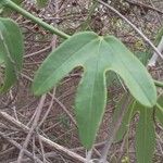 Passiflora setacea Yaprak