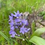 Scilla verna Blüte