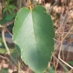 Passiflora miniata Leaf