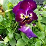 Viola x wittrockiana Blüte