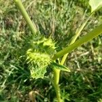 Datura stramoniumFruitua