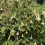 Brugmansia × candida Elinympäristö