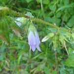 Campanula tracheliumFlower