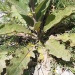 Verbascum nobile Hoja