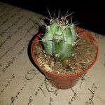 Cereus aethiops Leaf