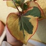 Saururus cernuus Leaf