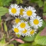 Erigeron annuus പുഷ്പം