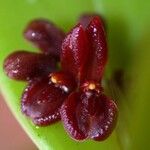 Acianthera pantasmi Flower