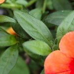 Calibrachoa parviflora Leaf