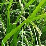 Carex sylvatica पत्ता