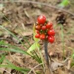 Arisaema triphyllum果