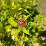 Physocarpus opulifoliusFlors