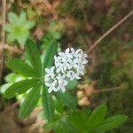 Galium odoratumFlower