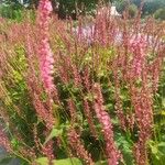 Persicaria orientalis Цветок