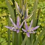 Camassia leichtlinii फूल