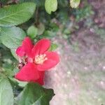 Chaenomeles speciosa 花