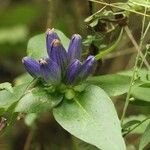 Gentiana clausa Blomma