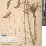Loudetia echinulata Beste bat