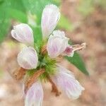 Cedronella canariensis Blüte