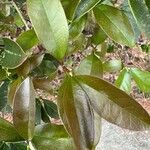 Magnolia figo Hoja