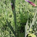 Gladiolus italicus Coajă