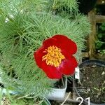 Paeonia tenuifolia Цвят