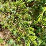 Juniperus communis Levél