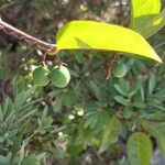 Passiflora suberosa Vrucht