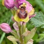 Ophrys tenthredinifera Цвят