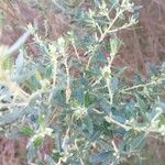Baccharis dracunculifolia Frunză